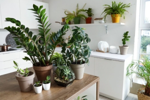 Want to Have a Garden Inside Your Home? Follow Our Beginner’s Guide!