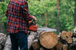Déboisement d'un terrain : quoi savoir?
